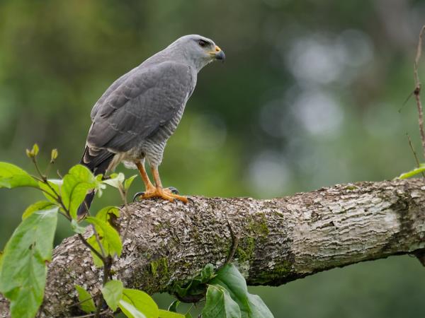<h3><a href="/trips/costa-rica/biota/animalia/chordata/aves/018 falconiformes/001 falconidae/falco hypoleucos/falco hypoleucos-nl.html">Falco&nbsp;hypoleucos</a> / Grey&nbsp;falcon / Grijze&nbsp;valk</h3>OM-1 met M.300mm F4.0 + MC-14, 1/800 sec  bij F5.6, ISO 800, afstand 40.6&nbsp;m